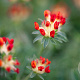 Anthyllis vulneraria coccinea GM P9 BIO