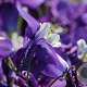 Aquilegia 'Spring Magic Blue White' GM P9 BIO