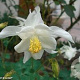 Aquilegia 'Snow Queen' GM P9 BIO