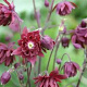 Aquilegia v. 'Ruby Port' GM P9 BIO