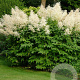 Aruncus dioicus GM P9 BIO