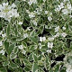 Arabis f.-c. 'Old Gold' GM P9 BIO