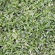 Arabis f.-c. 'Variegata' GM P9 BIO