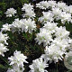 Armeria mar. 'Armada White' GM P9 BIO