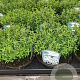 Arenaria montana GM P9 BIO