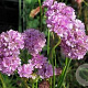 Armeria ps. 'Ballerina Lilac' GM P9 BIO