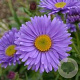 Aster alpinus 'Goliath' GM P9 BIO