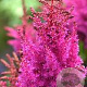 Astilbe 'Maggie Daley' GM P9 BIO