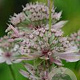 Astrantia maj. 'Florence' GM P9 BIO