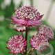 Astrantia 'Moulin Rouge' GM P9 BIO
