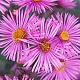 Aster n.-a. 'Barr's Pink' GM P9 BIO