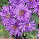 Aster n.-a. 'Purple Dome' GM P9 BIO