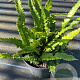 Asplenium scol. 'Cristatum' GM P9 BIO