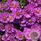 Aster (D) 'Starlight' GM P9 BIO