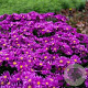 Aster Tonga GM P9 BIO