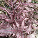 Athyrium niponicum 'Burgundy Lace' GM P9 BIO