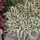 Athyrium niponicum pictum GM P9 BIO