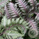 Athyrium niponicum 'Red Beauty' GM P9 BIO