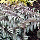 Athyrium niponicum 'Ursula's Red' GM P9 BIO