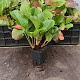 Bergenia cordifolia GM P9 BIO