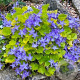 Campanula 'Dickson's Gold' GM P9 BIO