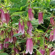 Campanula 'Elizabeth' GM P9 BIO