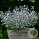 Calamintha n. 'Marvelette Blue' GM P9 BIO