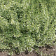 Calamintha n. 'Weisser Riese' GM P9 BIO
