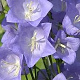 Campanula pers. 'Coerulea' GM P9 BIO