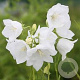 Campanula pyr. 'Alba' GM P9 BIO