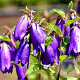 Campanula 'Sarastro' GM P9 BIO