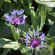 Centaurea montana 'Grandiflora' GM P9 BIO