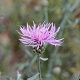 Centaurea stoebe GM P9 BIO