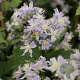Clematis 'Mrs Robert Brydon' GM P9 BIO