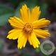Coreopsis auriculata 'Nana' GM P9 BIO