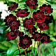 Cosmos atrosanguineus GM P9 BIO