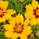 Coreopsis lanceolata 'Baby Gold' GM P9 BIO