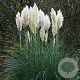 Cortaderia s. 'Evita' GM P9 BIO
