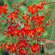 Crocosmia 'Emberglow' GM P9 BIO