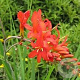Crocosmia 'Mistral' GM P9 BIO