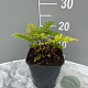 Cyrtomium fortunei GM P9 BIO
