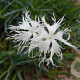 Dianthus arenarius GM P9 BIO