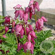 Dicentra formosa 'Luxuriant' GM P9 BIO