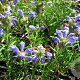 Dracocephalum argun. 'Blue Carpet' GM P9 BIO