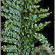 Dryopteris f.-m. 'Crispa Cristata' GM P9 BIO