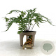 Dryopteris lepidopoda GM P9 BIO