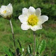 Dryas suendermannii GM P9 BIO