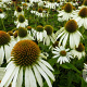 Echinacea p. 'Happy Star' GM P9 BIO