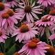 Echinacea p. 'Little Magnus' GM P9 BIO