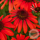Echinacea Red Pearl GM P9 BIO